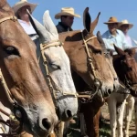 Goiânia recebe 3º Encontro de Comitivas de Muladeiros com público esperado de 10 mil pessoas