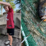 Piranha de quase 1 kg é pescada em lago nos EUA e surpreende biólogos
