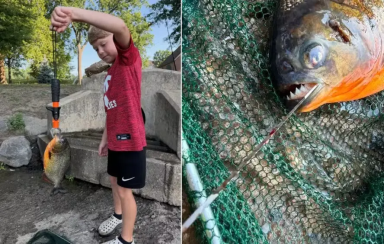 Piranha de quase 1 kg é pescada em lago nos EUA e surpreende biólogos