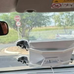 STARLINK NO CARRO PODE DAR MULTA?